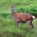 Red Deer (Cervus elaphus) hind, Glengarry, Scotland, UK